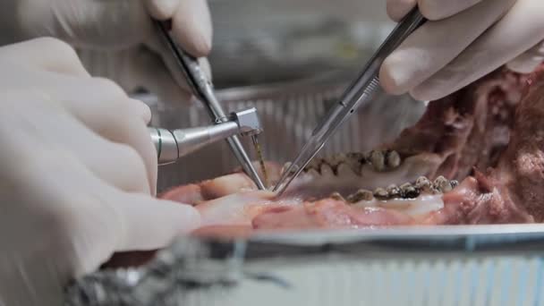 Dentista en prácticas, primer plano practicando tratamiento dental en una maqueta de una mandíbula de cerdo. Primer plano hace una incisión alrededor del diente . — Vídeos de Stock