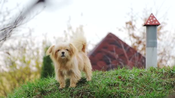 Um cão pequeno, com cabelo encaracolado, castanho claro, na grama verde, que ladra — Vídeo de Stock