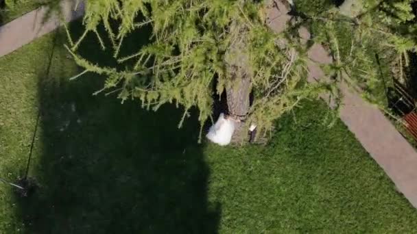 Vue aérienne jeune couple de mariage se tient près d'un arbre et s'approche l'un de l'autre par une journée ensoleillée . — Video