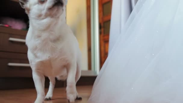 Malý bílý pes se podívá do kamery a očichá ji vedle nevěsty svatební šaty. — Stock video