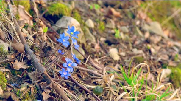 De första vårblåa blommorna på en frostad glänta en solig dag. Vinden skakar blommorna. Återkallat Blackmagik 6k. — Stockvideo