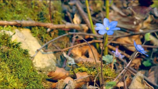 The first spring blue flowers on a frosted clearing on a sunny day. The wind shakes the flowers. Withdrawn Blackmagik 6k. — Stock Video