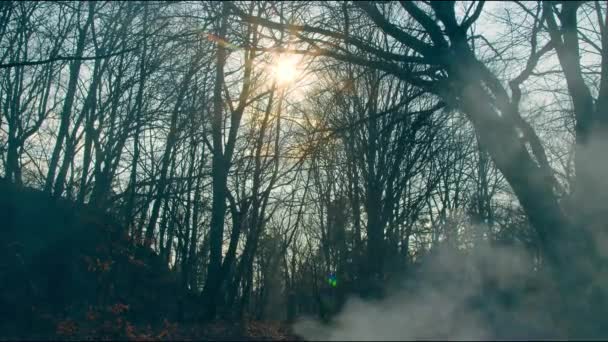 Wiosenne słońce bajki świecące przez lodowce drzew w lesie. Dym na tle drzew. — Wideo stockowe
