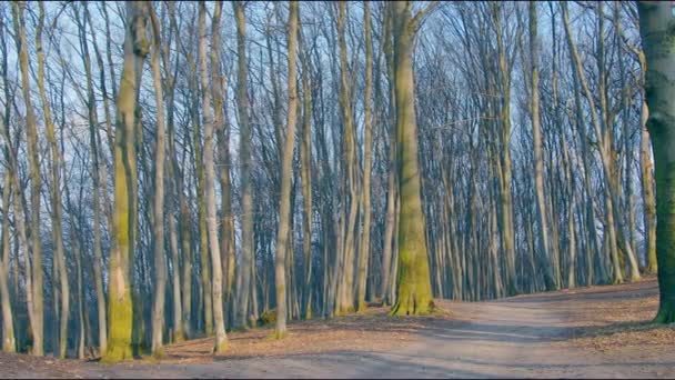 Záhadný jarní les za slunečného dne. Panorama začarovaného lesa. Černomagie stažena 6k. — Stock video