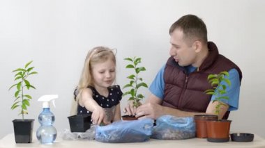 Baba ve kızı kapalı alanda yetiştirilmiş. Mandarin küçük kızı toprağı tencereye koyuyor. Koca, çocuğa saksı nakli için yardım ediyor..