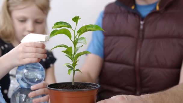 Pai e filha transplantados planta interior Mandarim Menina coloca a terra no pote. Close-up de uma menina pulverizando vasos de água. Emoções felizes de pai e filho . — Vídeo de Stock