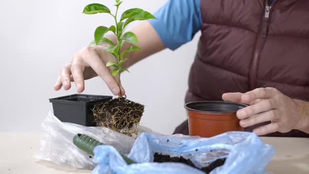 Trapianti di giardiniere maschile piante d'appartamento mandarino. La persona sposta la pianta in un vaso più grande . — Video Stock