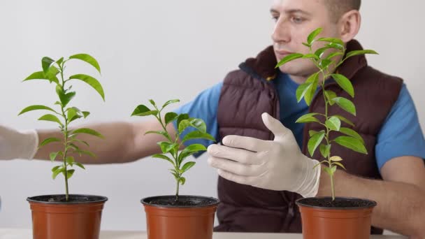 Догляд за домашніми рослинами. Чоловік оббризкує листя мандаринської кімнатної рослини і витирає листя від забруднення.. — стокове відео