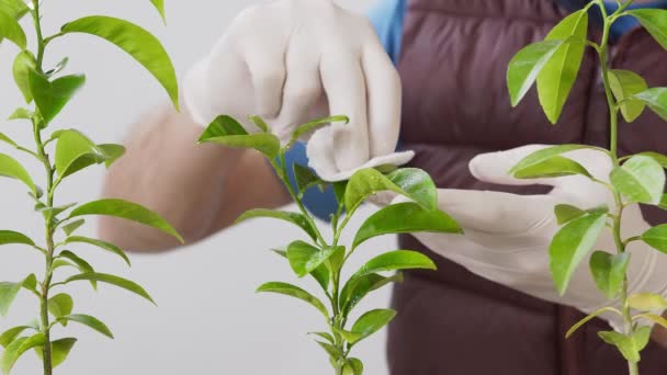 Primo piano di un uomo che spruzza le foglie di una pianta d'appartamento mandarina e asciuga le foglie dalla contaminazione. Cura per le piante domestiche . — Video Stock
