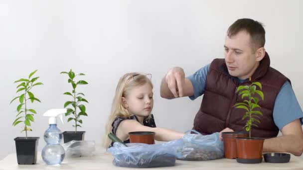 Lyckliga känslor hos far och barn. Far och dotter transplanterade inomhus växt Mandarin Liten flicka sätter jord i potten — Stockvideo