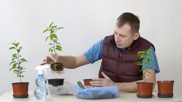 Ember átülteti a mandarin szobanövényeket. A személy áthelyezi a növényt egy nagyobb edénybe.. — Stock videók
