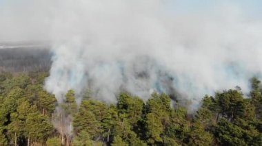Ormanın büyük bir alanı yanıyor. Büyük ölçekli orman yangını. Çam ormanı manzarasında yüksek bir yangın var. Bir günde yanan bir ormanın üzerinde uçmak.