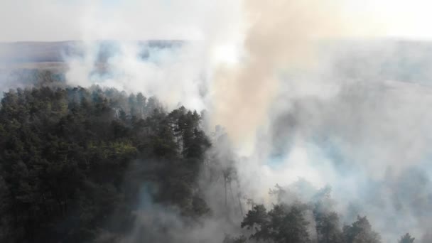 View from the top of the forest that is burning. A fire that burns in a dry forest on a Sunny day. Large-scale forest fire. A large area of forest is burning. — Stock Video