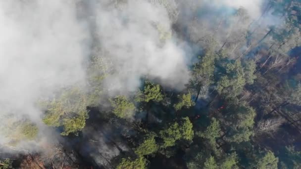 Flygfoto från toppen av skogen som brinner. Ett stort område med skog brinner. Brand i tallskogen utsikt från höjden. Flyger över en skog som brinner på en dag. — Stockvideo