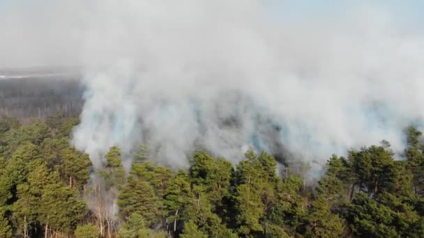 Una gran área de bosque está ardiendo. Incendio forestal a gran escala aéreo. Fuego en el bosque de pinos vista desde la altura. Volando sobre un bosque que arde en un día . — Vídeos de Stock