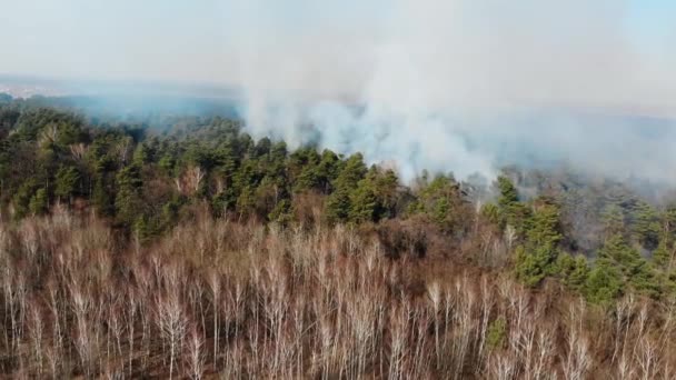 Flyg Storskalig skogsbrand. Ett stort område med skog brinner. Brand i tallskogen utsikt från höjden. Flyger över en skog som brinner på en dag. — Stockvideo