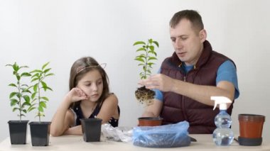 Baba ve çocuğun mutlu duyguları. Baba ve kızı kapalı bir yere nakledildi. Mandarin bitkisi. Küçük kız toprağı tencereye koyar.