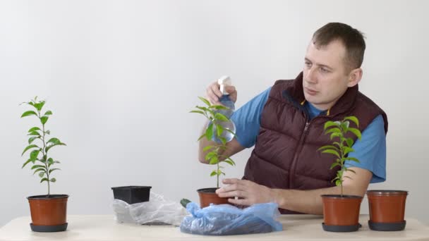 Pflege der Pflanzen. Ein Mann sprüht Wasser auf die Blätter einer mandarinischen Zimmerpflanze. Einen Topf umpflanzen. — Stockvideo