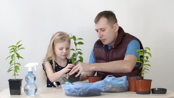 Baba ve çocuğun mutlu duyguları. Baba ve kızı kapalı bir yere nakledildi. Mandarin bitkisi. Küçük kız toprağı tencereye koyar. — Stok video