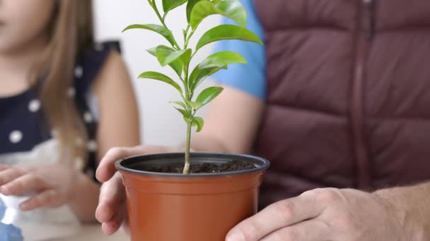 Großaufnahme Vater und Tochter verpflanzten Zimmerpflanze Mandarin Kleines Mädchen steckt Erde in den Topf. Der Ehemann hilft dem Kind, einen Topf im Zimmer zu verpflanzen. — Stockvideo