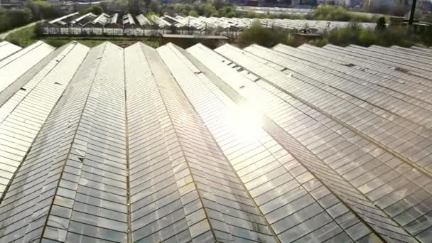 Stora industriväxthus. Solarna strålar gnistrar i växthusets glastak. Flyg över växthus i övergivet skick. Odling av grönsaker och växter — Stockvideo