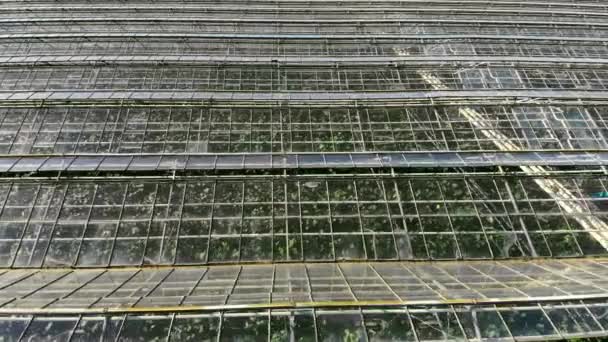 大きな工業用温室。放棄された状態で温室の上を飛行する。野菜や植物の栽培 — ストック動画