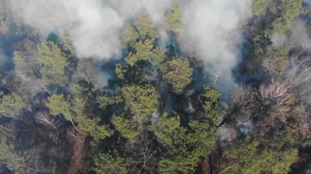 Uitzicht vanuit de lucht vanaf de top van het brandende bos. Een groot deel van het bos brandt. Vuur in het dennenbos uitzicht vanaf de hoogte. Vliegen over een bos dat in een dag brandt.. — Stockvideo