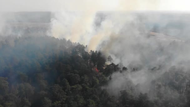 Vue depuis le sommet de la forêt qui brûle. Un feu qui brûle dans une forêt sèche par une journée ensoleillée. Feu de forêt à grande échelle. Une grande partie de la forêt brûle .