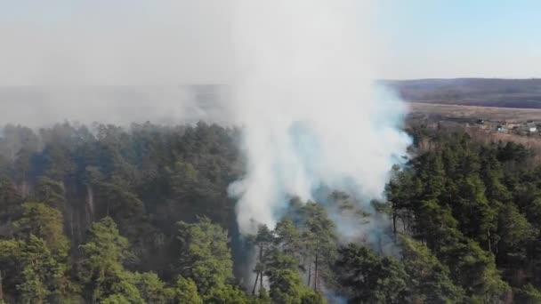 Feu de forêt aérien à grande échelle. Une grande partie de la forêt brûle. Incendie dans la forêt de pins vue de la hauteur. Survoler une forêt qui brûle en un jour .