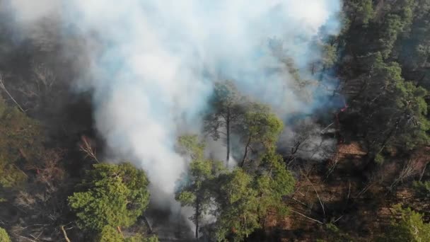 Luftaufnahme vom Gipfel des brennenden Waldes. Ein großes Waldgebiet brennt. Feuer im Kiefernwald aus der Höhe. Fliegen über einen Wald, der an einem Tag brennt. — Stockvideo