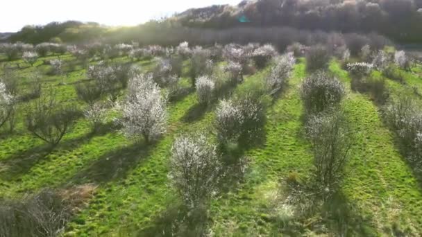 Légi járat a reggeli almáskert felett. A nap a kamerába süt, és üti a napsugarakat a lencsében. A kora almáskert tavasszal — Stock videók