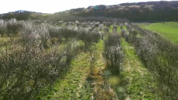 Sabah elma bahçesinin üzerinde uçan bir uçak. Güneş kameraya doğru parlıyor ve lenslerde güneş parıldıyor. Baharın ilk elma bahçesi — Stok video