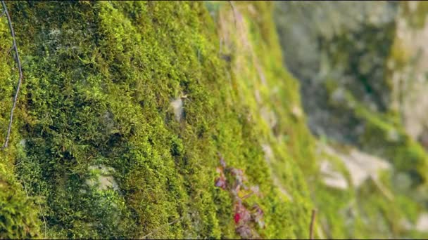 覆盖在山脚下岩石上的青苔。岩石上的绿色明亮的苔藓. — 图库视频影像