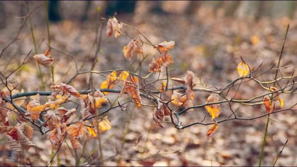 Sárga levelek lengenek a szélben egy faágon. A napsugarak napnyugtakor megvilágítják a sárga leveleket a nyár végén.. — Stock videók