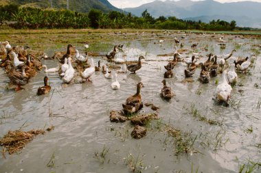 Pirinç tarlasında ördekler. Nha trang