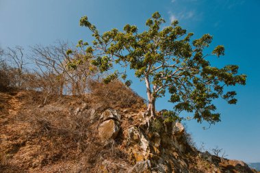 Kayadaki bir ağaç. Maymun Adası