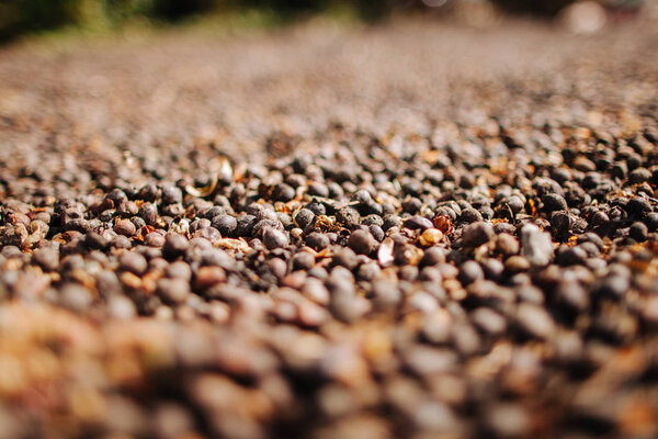 Coffee beans dried in the sun. Dalat
