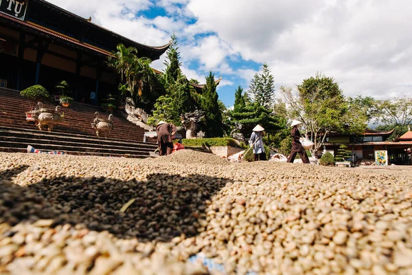 Dalat Vietnam Januar 2017 Vor Dem Tempel Trocknen Mönche Kaffeebohnen — Stockfoto