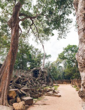 Ta Prohm tapınağının yıkıntıları ağaçların arasında. Kamboçya. Siem Hasat