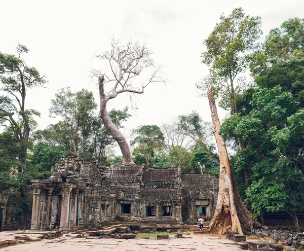 Ruínas Templo Prohm Entre Árvores Camboja Siem Reap — Fotografia de Stock