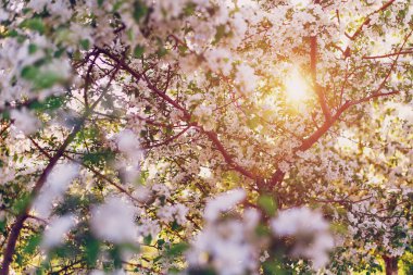 Güneşin altında çiçek açan bir elma ağacının dalları.