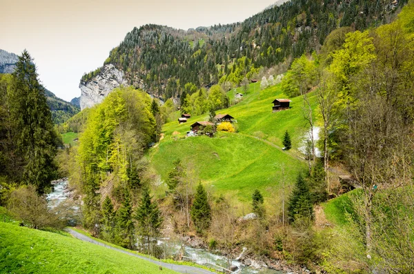 Typický pohled na alpské louce v regionu jungfrau, Švýcarsko — Stock fotografie