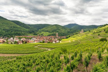 Alsace, Fransa köyde Kaysersberg üzüm bağları