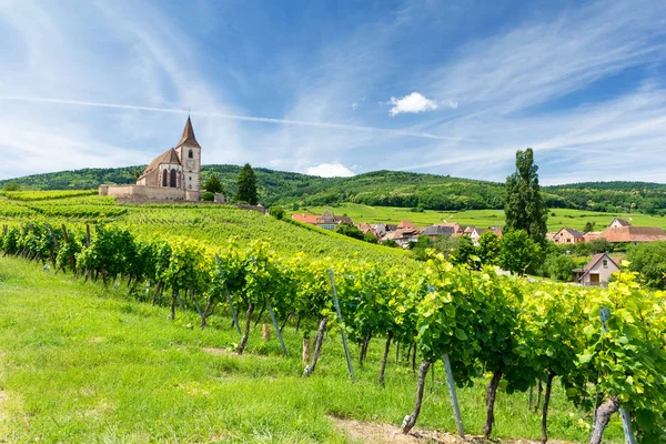 Eski kilise ve üzüm bağları Alsace, Fransa Hunawihr Köyü