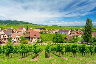 Hunawihr Köyü, Alsace, Doğu Fransa güzel üzüm bağları
