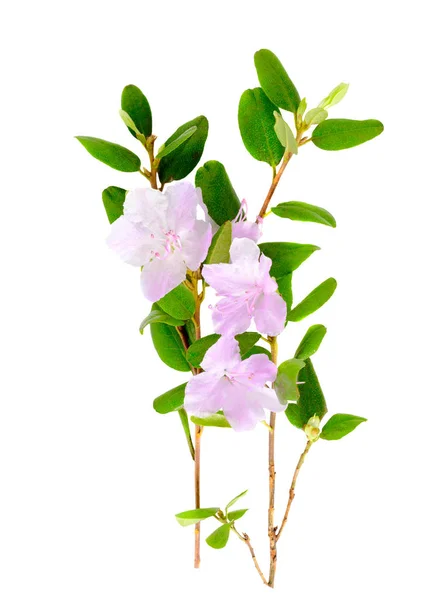 Rhododendron lila virágok Labrador tea elszigetelt fehér background — Stock Fotó