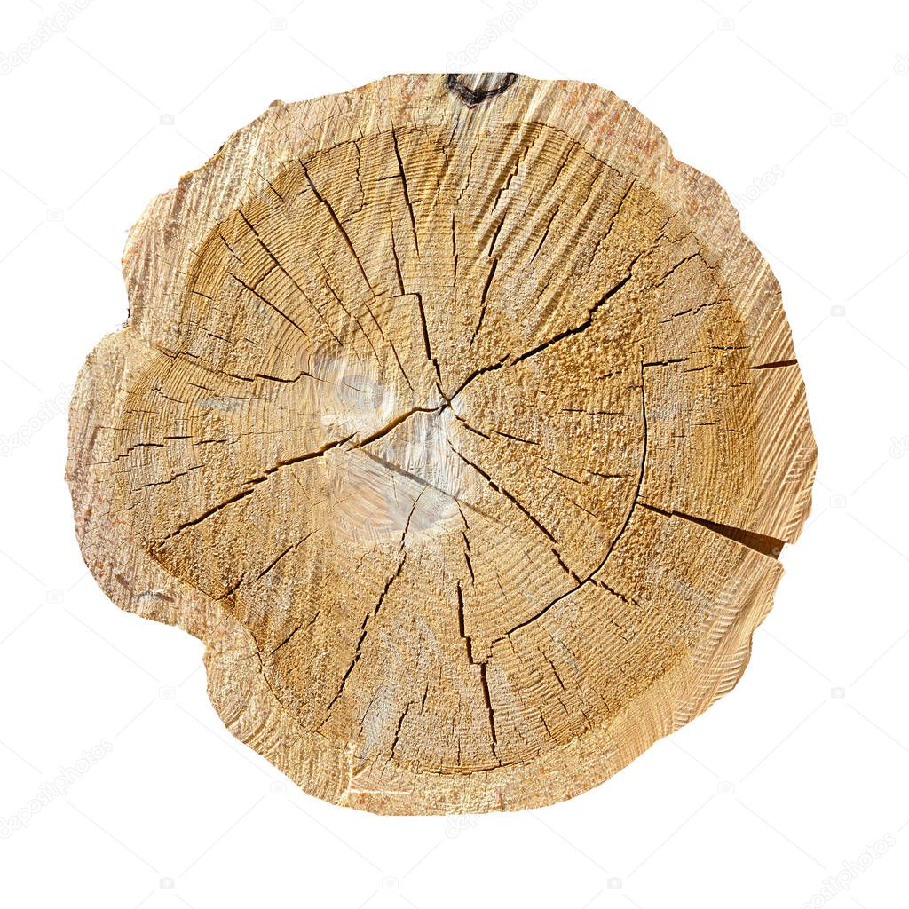 Tree Rings, Log. Wooden texture