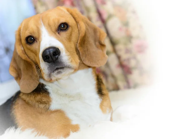 Portret ładny pies Beagle — Zdjęcie stockowe