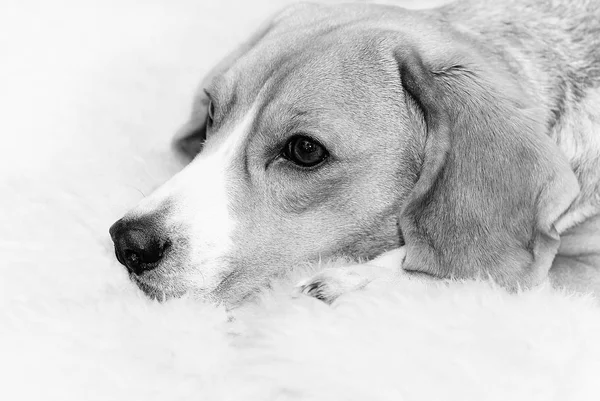 Beagle hund porträtt monokrom bild — Stockfoto