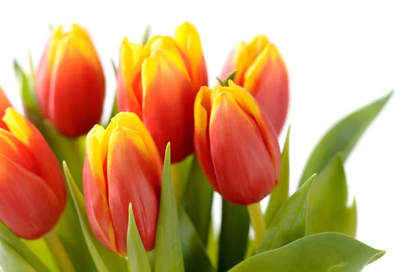 Close up of red and yellow tulip flowers isolated on white Stock Picture